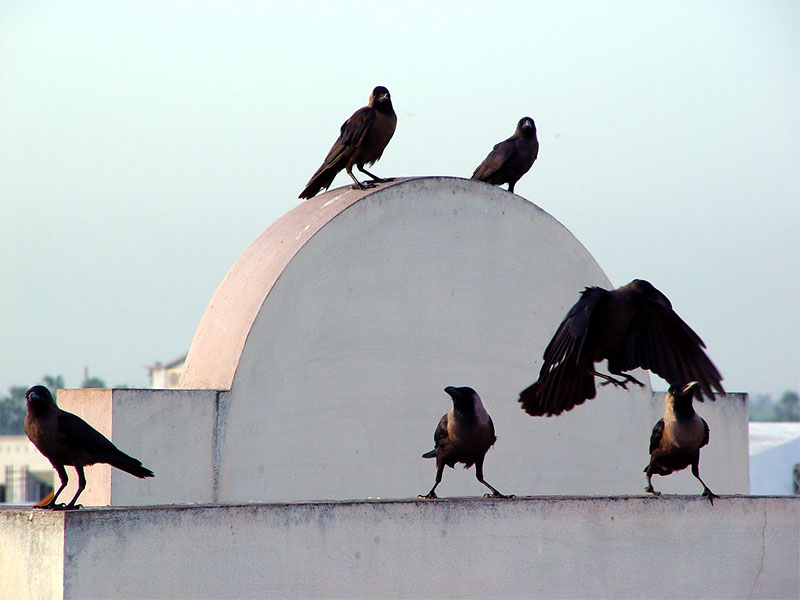 �z�e���̉���ɌQ���J���X